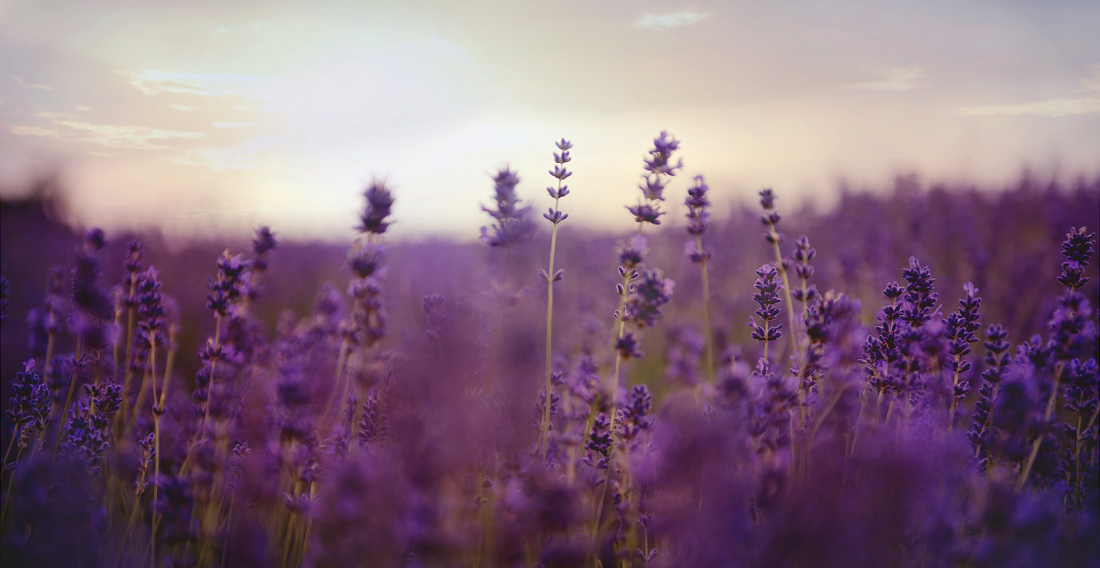 7 Ways to Use Lavender - In Harmony Farms