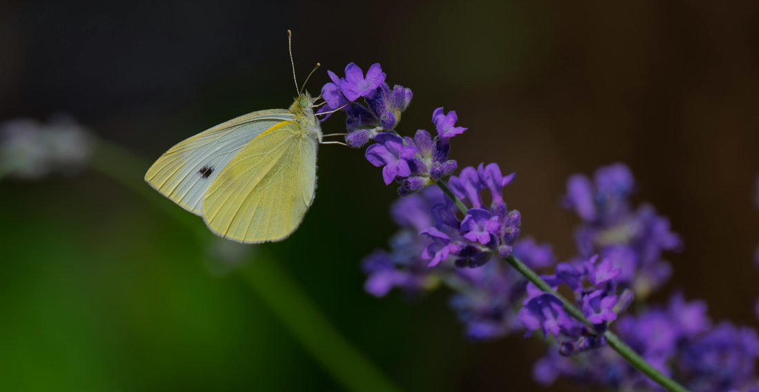 Get Rid Of Cabbage Moths & Tomato HornWorms Now - In Harmony Farms