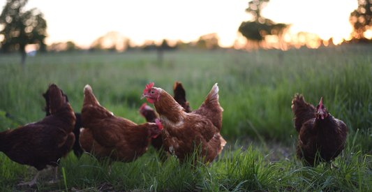 Choosing The Best Chicken Breed For Your Homestead - In Harmony Farms