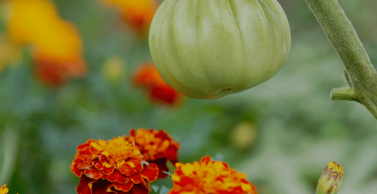 The Magic of Companion Planting Technique - In Harmony Farms