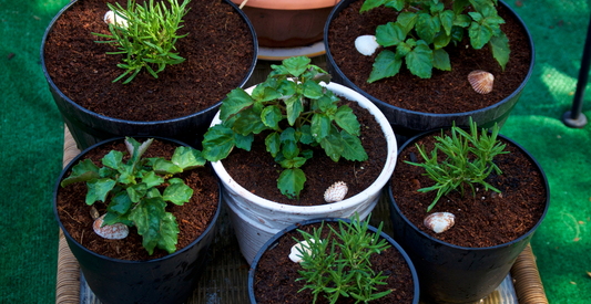 How to Overcome Gardening Challenges: Container Gardening - In Harmony Farms