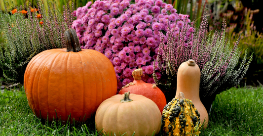 Why You Should Plan Now For Your Fall Garden - In Harmony Farms