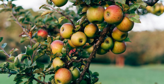 What Is A Fruit Tree Guild and How To Create One In Your Garden - In Harmony Farms