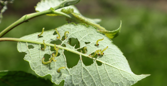 6 Common Garden Pests & How to Get Rid Of Them Naturally - In Harmony Farms