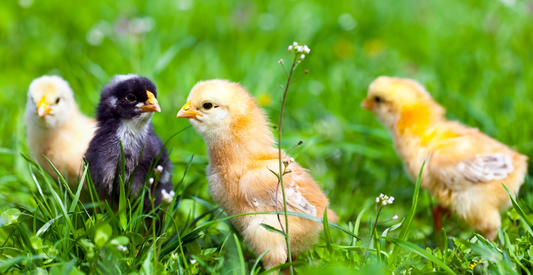How To Get Started With Chickens - In Harmony Farms