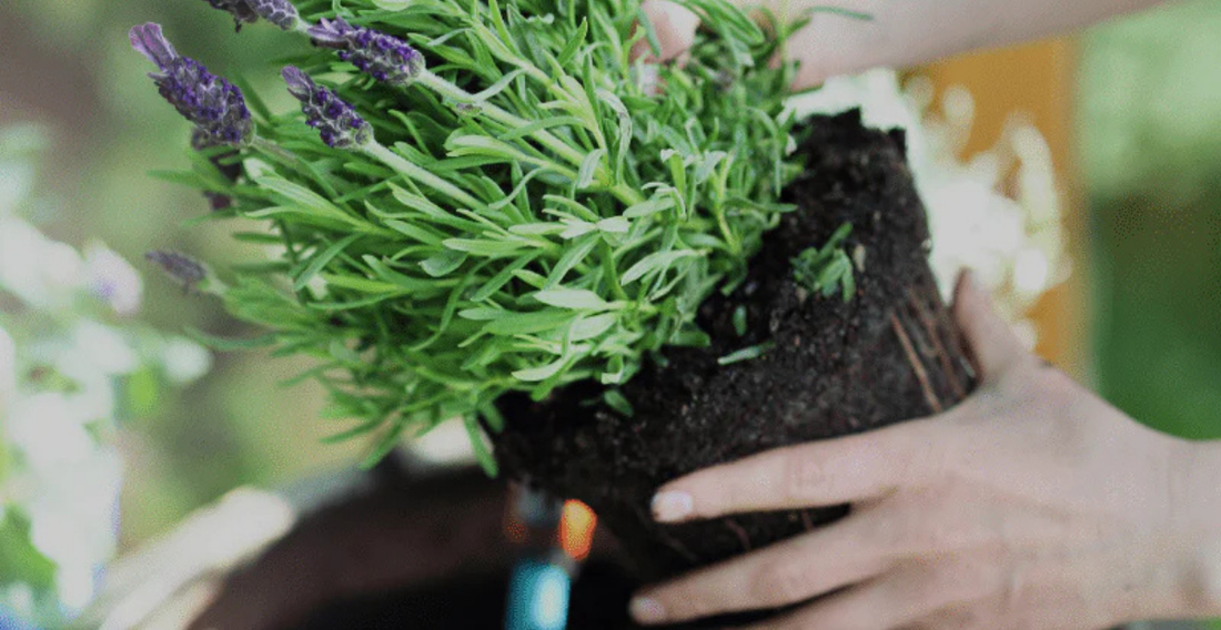 How to Successfully Grow Lavender - In Harmony Farms