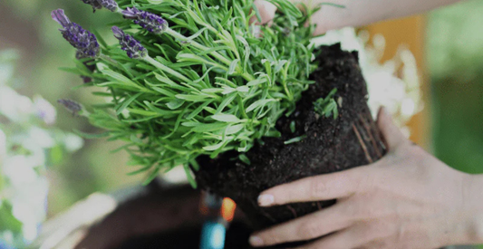 How to Successfully Grow Lavender - In Harmony Farms