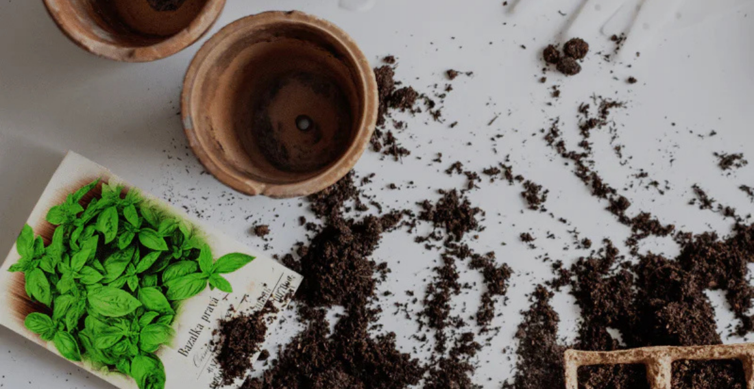 How To Grow Plants From Seed - In Harmony Farms
