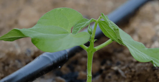 5 Easy Irrigation Systems For Your Garden - In Harmony Farms