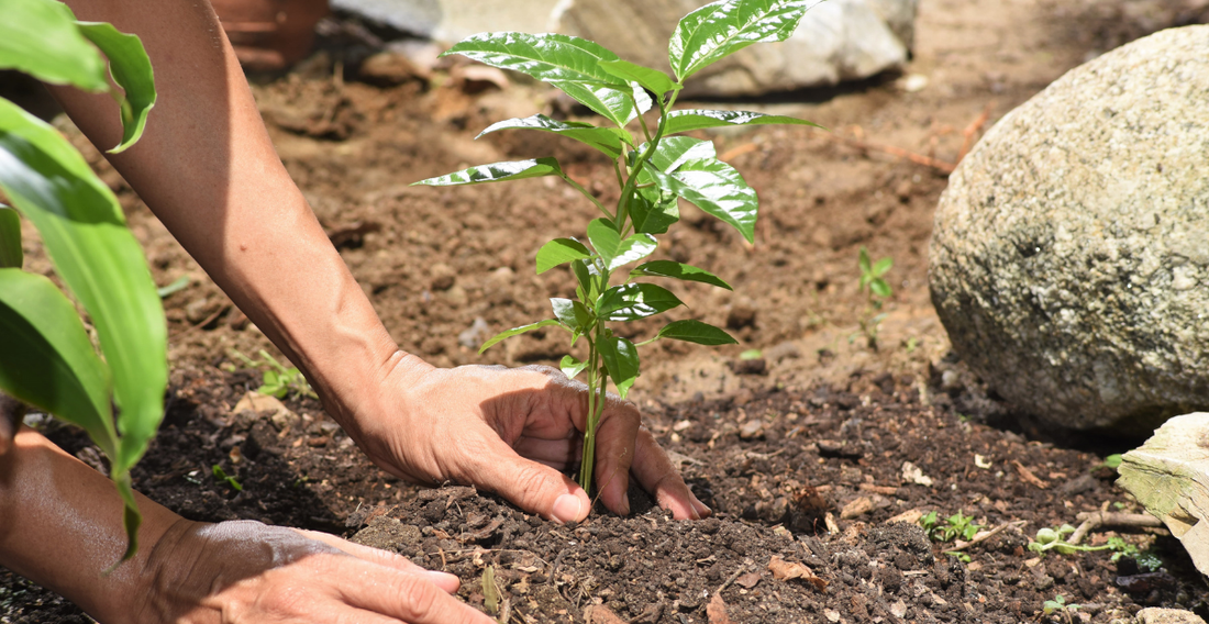 How to Plant A Tree Successfully - In Harmony Farms