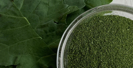 How to Dehydrate Broccoli Leaves - In Harmony Farms
