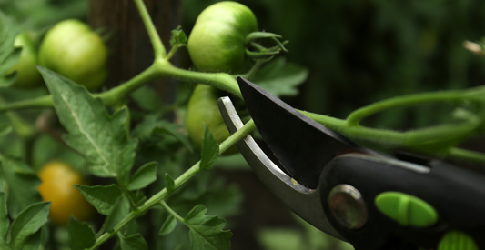 How To Prune Tomato Plants The Easy Way - In Harmony Farms