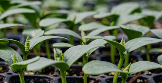 How to Care For Indoor Seedlings - In Harmony Farms