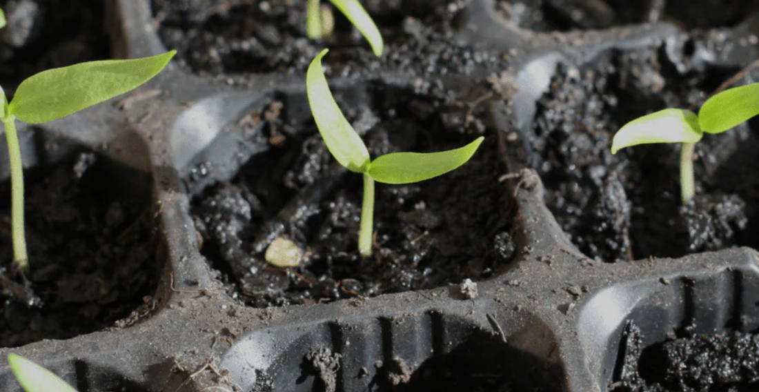 Starting Seeds Indoors - In Harmony Farms