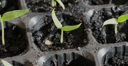 Starting Seeds Indoors - In Harmony Farms