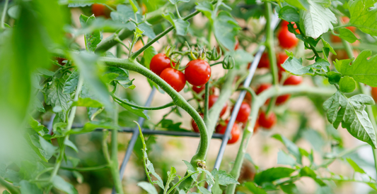 How To Build A Simple Trellis System For Tomatoes - In Harmony Farms
