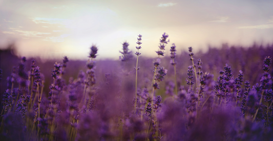 7 Ways to Use Lavender - In Harmony Farms