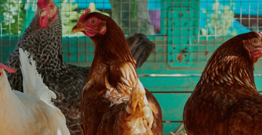 How to Use the Deep Litter Method In Your Chicken Coop - In Harmony Farms