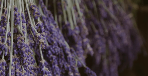 How to Harvest and Dry Lavender For Long Term Storage - In Harmony Farms