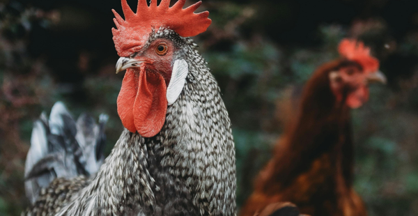 Chickens: The Multipurpose Animal That Surprises Us All - In Harmony Farms