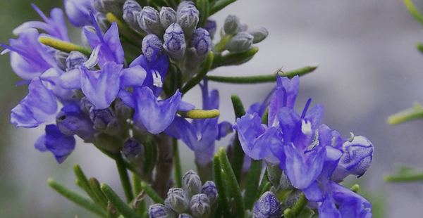 6 Popular Benefits of The Herb Rosemary - In Harmony Farms
