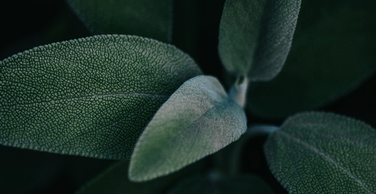 9 Interesting Benefits of Sage You Should Know - In Harmony Farms