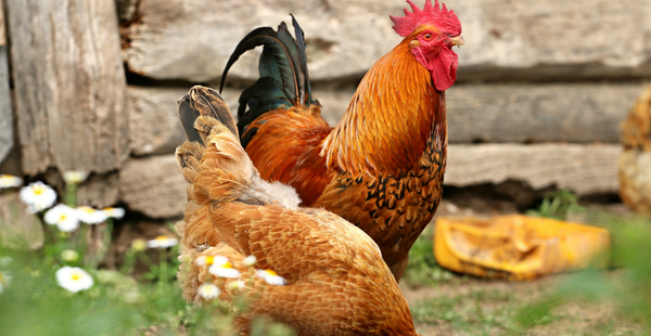 3 Ways To Utilize Chickens - In Harmony Farms
