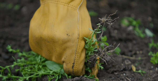 6 Wonderful Weeds for a Healthier Garden - In Harmony Farms