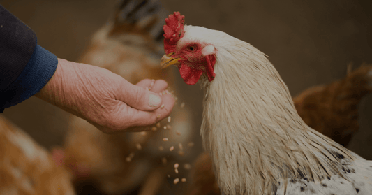 hand feeding a chicken