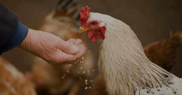 hand feeding a chicken