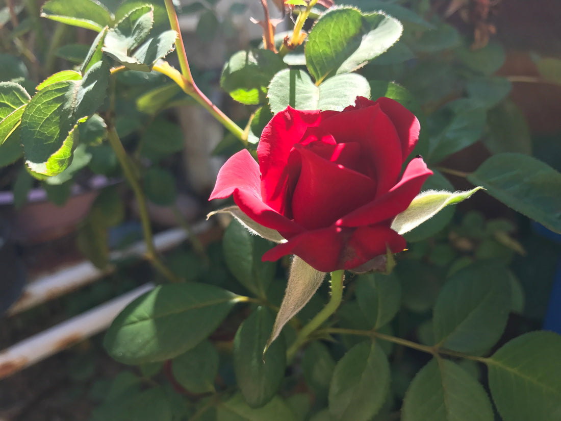 Growing Roses for Beginners: A No-BS Guide to Beautiful, Thriving Roses In Harmony Farms