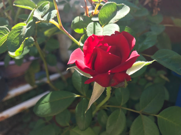 Growing Roses for Beginners: A No-BS Guide to Beautiful, Thriving Roses In Harmony Farms