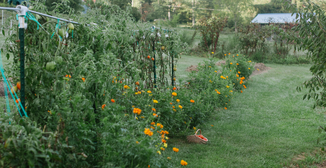 5 Common Garden Mistakes New Homesteaders Make (And How To Avoid Them)