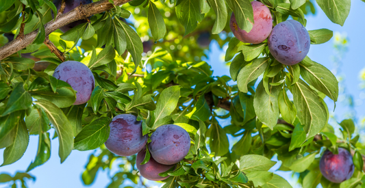 East Tennessee Fruit Trees and Berry Shrubs – What Works and What Doesn’t In Harmony Farms