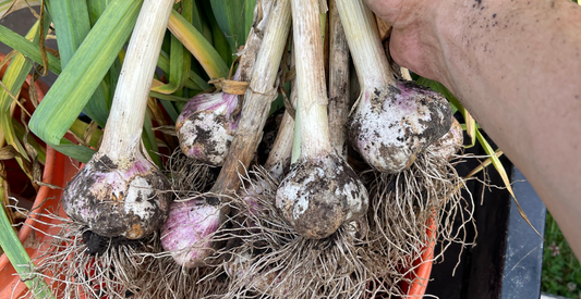 male hand holding fresh grown garlic 