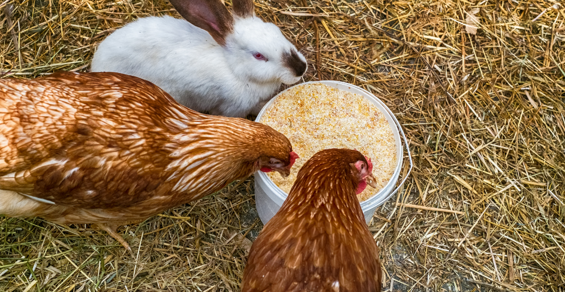 Chickens and a rabbit eating out of the same feed bucket