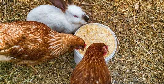 Chickens and a rabbit eating out of the same feed bucket