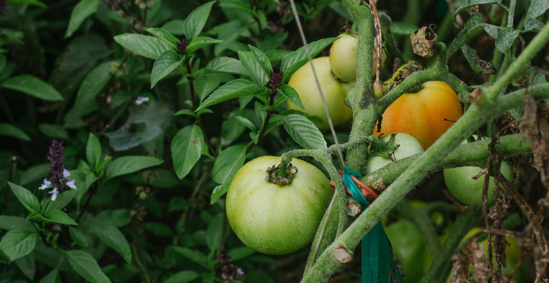 Tomatoes in Raised Beds: Why Four Plants Per Bed Might Be Your Sweet Spot