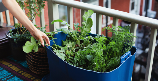 Urban & Small-Space Gardening: How to Grow Your Own Food Without Owning Land