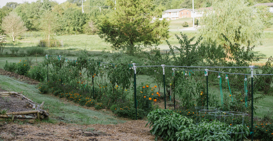 Homestead garden