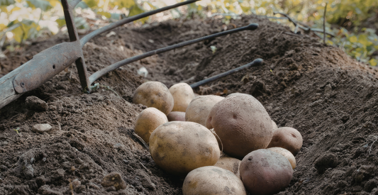 potatoes in a garden bed with a pitch fork behind it