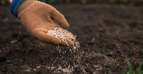 Direct Sow vs. Transplants: How to Choose the Right Method for Every Crop (Without Wasting Time or Seeds) In Harmony Farms