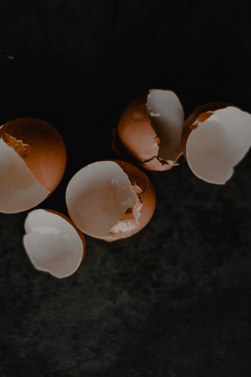 broken egg shells